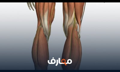 Muscles of the Leg - Part 2 - Anterior and Lateral Compartments