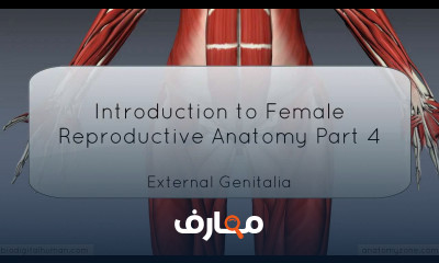 Introduction to Female Reproductive Anatomy - 3D Anatomy Tutorial
